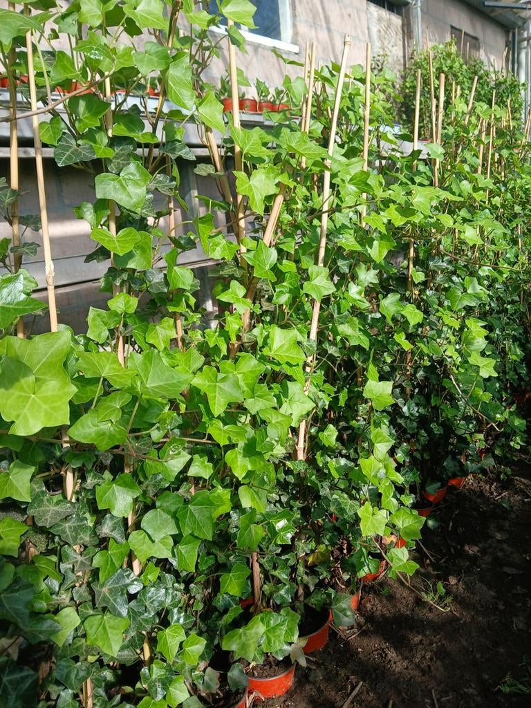 Hedera, Tuin en Terras, Planten | Tuinplanten, Vaste plant, Klimplanten, Halfschaduw, Bloeit niet, Ophalen of Verzenden