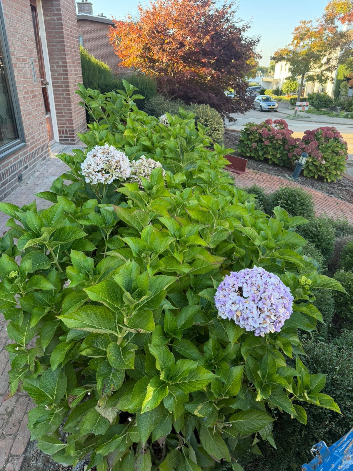 4 grote, volwassen hortensia’s – rijkbloeiend, Tuin en Terras, Overige soorten, Vaste plant, Ophalen of Verzenden, Halfschaduw