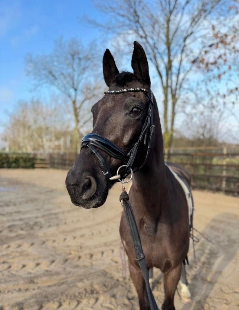 Knappe merrie, Dieren en Toebehoren, Paarden, Merrie, Met stamboom, Dressuurpaard, L