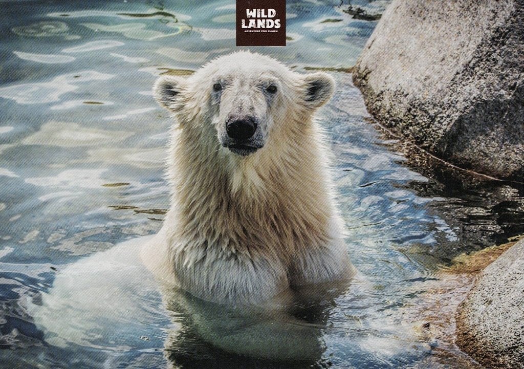 Emmen Dierentuin Wildlands IJsbeer 92, Verzenden, 1980 tot heden, Ongelopen, Overige soorten