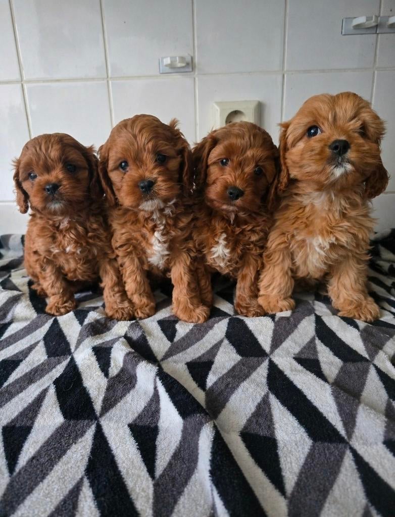 Prachtige cavapoo pups, Poedel, Parvo, 8 tot 15 weken, Meerdere