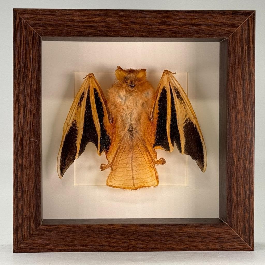 Opgezette vleermuis Kerivoula picta in luxe lijst - 16x16 cm, Ophalen of Verzenden, Nieuw, Overige soorten, Opgezet dier
