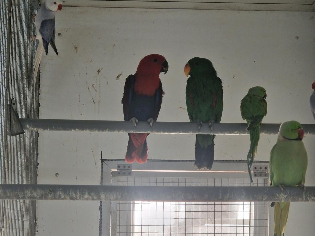 Koppel edelpapegaaien, Dieren en Toebehoren, Vogels | Parkieten en Papegaaien, Meerdere dieren, Parkiet