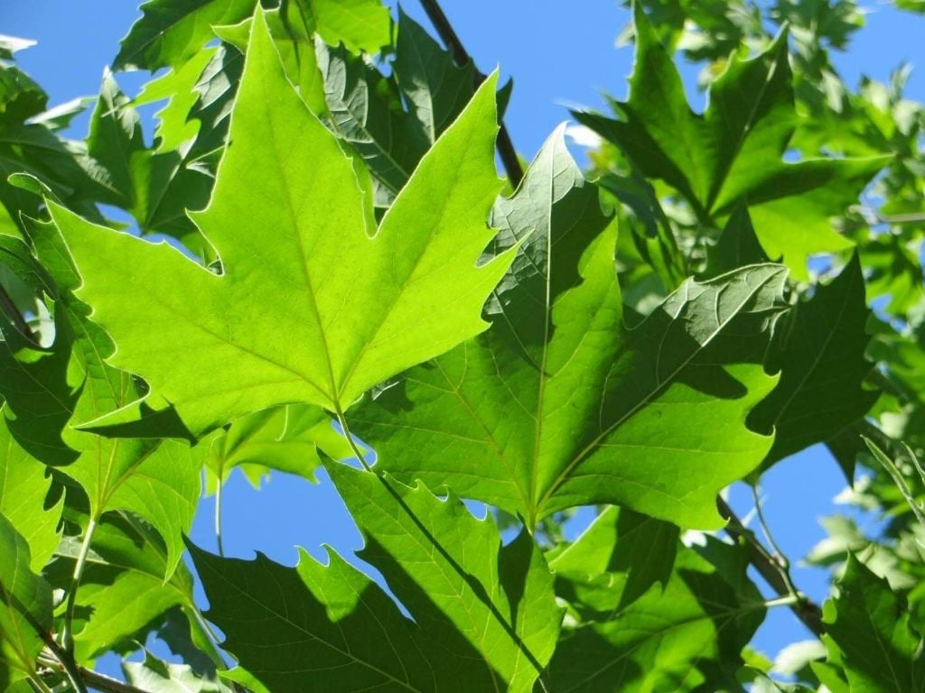 Platanus acerifolia, Plataan, jonge bomen, Bolboom, Halfschaduw, Ophalen of Verzenden, Minder dan 100 cm