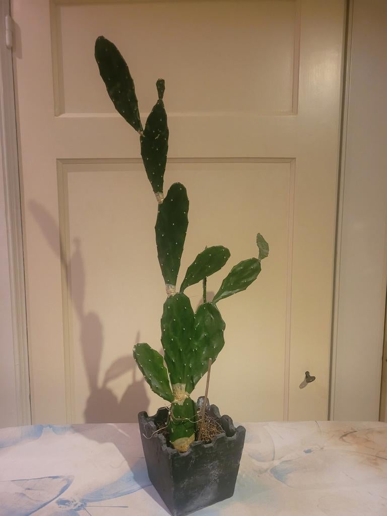 Mooie schijf/vijg cactus 70 cm hoog - snelgroeiend, Ophalen