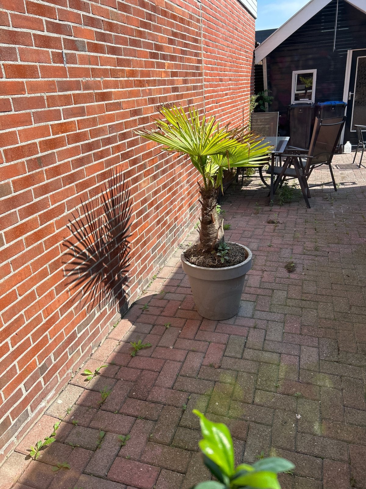 Palmboom, 100 tot 250 cm, Zomer, Palmboom, Ophalen