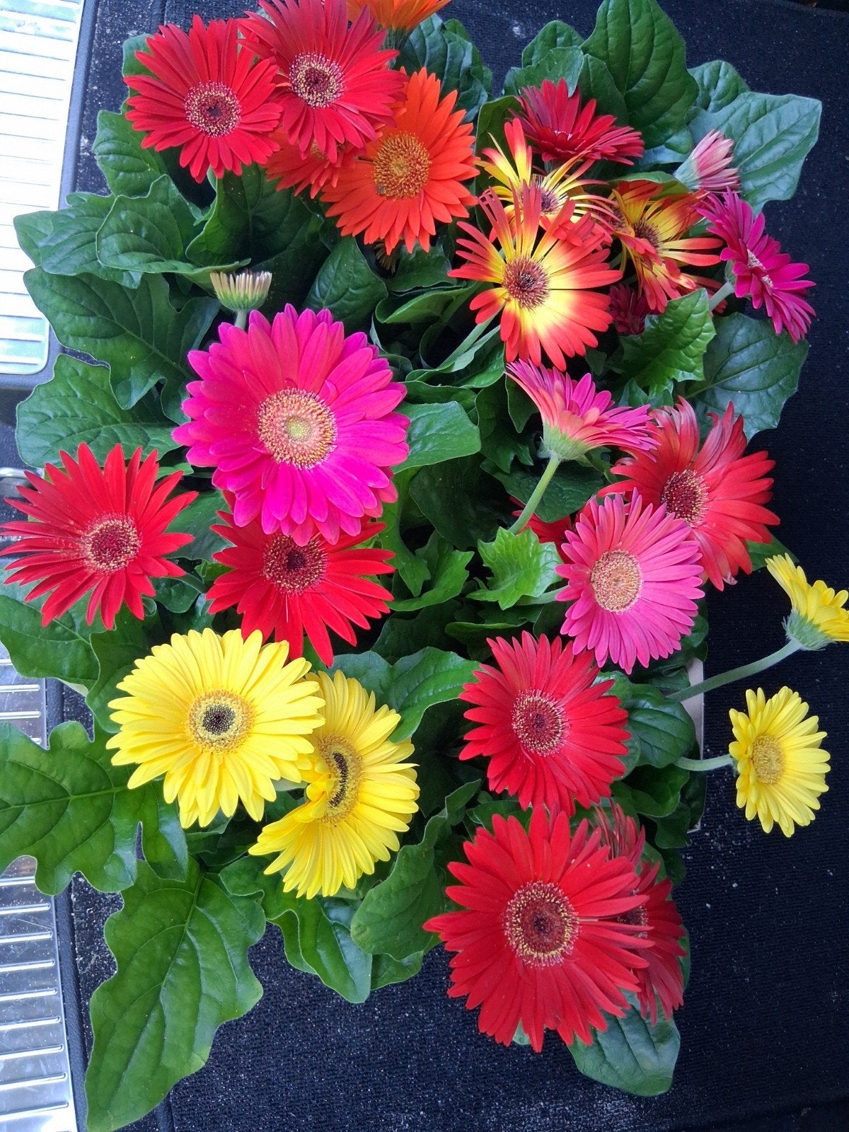 Gerbera mix, Ophalen, Overige soorten, Volle zon