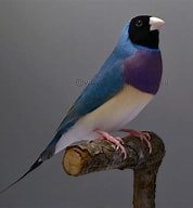 GEZOCHT GOULD MAN, Dieren en Toebehoren, Vogels | Overige Vogels, Mannelijk, Tropenvogel, Geringd