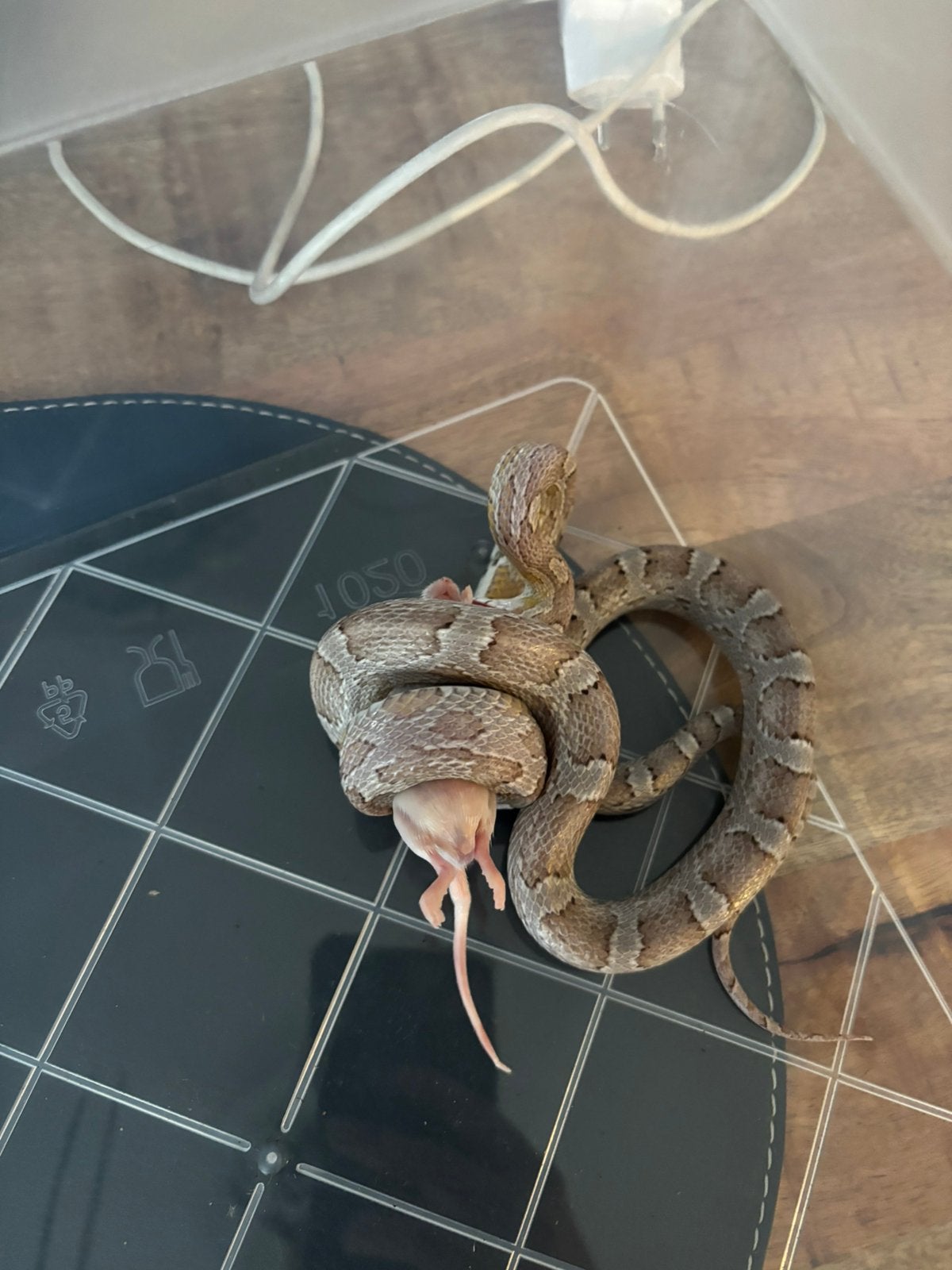 Vrouwelijke rattenslang te koop Rat Snake photo 4