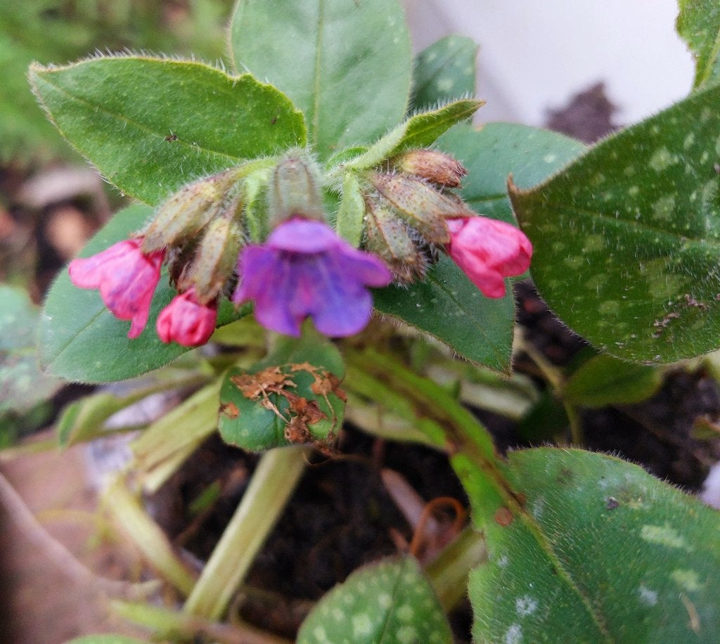bio Longkruid Pulmonaria roze paars bloem schaduw. nog 4 st., Tuin en Terras, Vaste plant, Halfschaduw, Lente, Ophalen