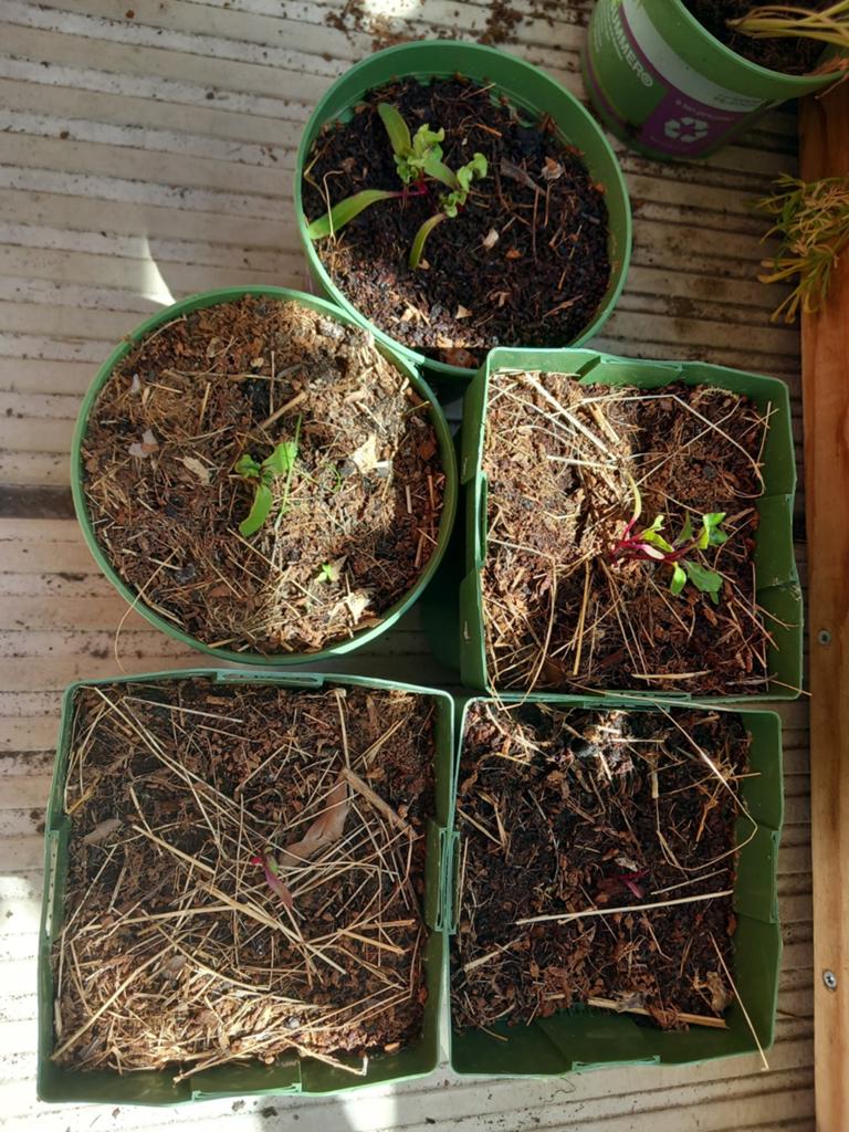 Rode Bieten, Ophalen of Verzenden, Eenjarig, Groenteplanten, Volle zon
