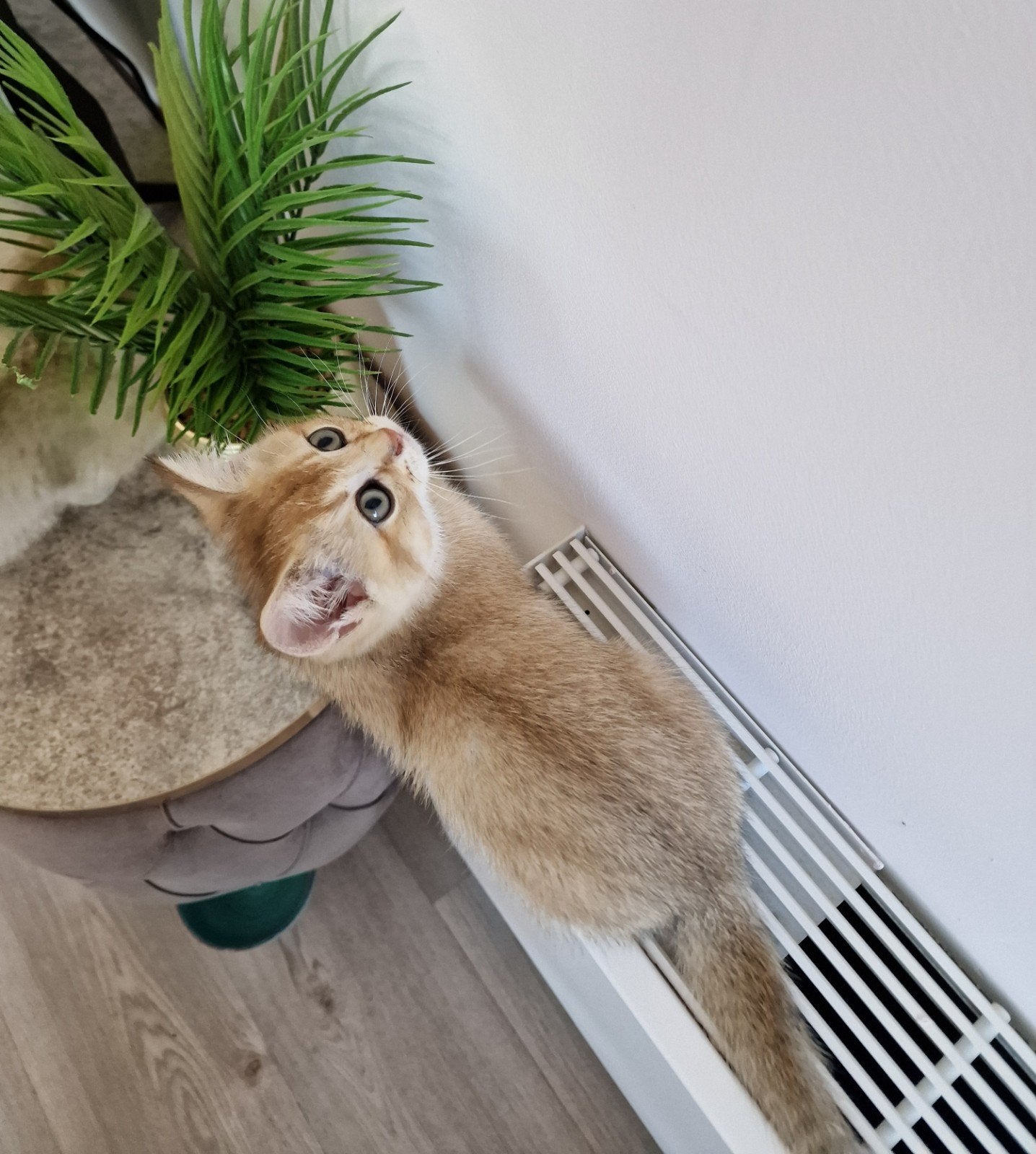 Prachtige Britse Korthaar Kittens | Black Golden Shaded | 🐈, Meerdere dieren, Ontwormd, 0 tot 2 jaar