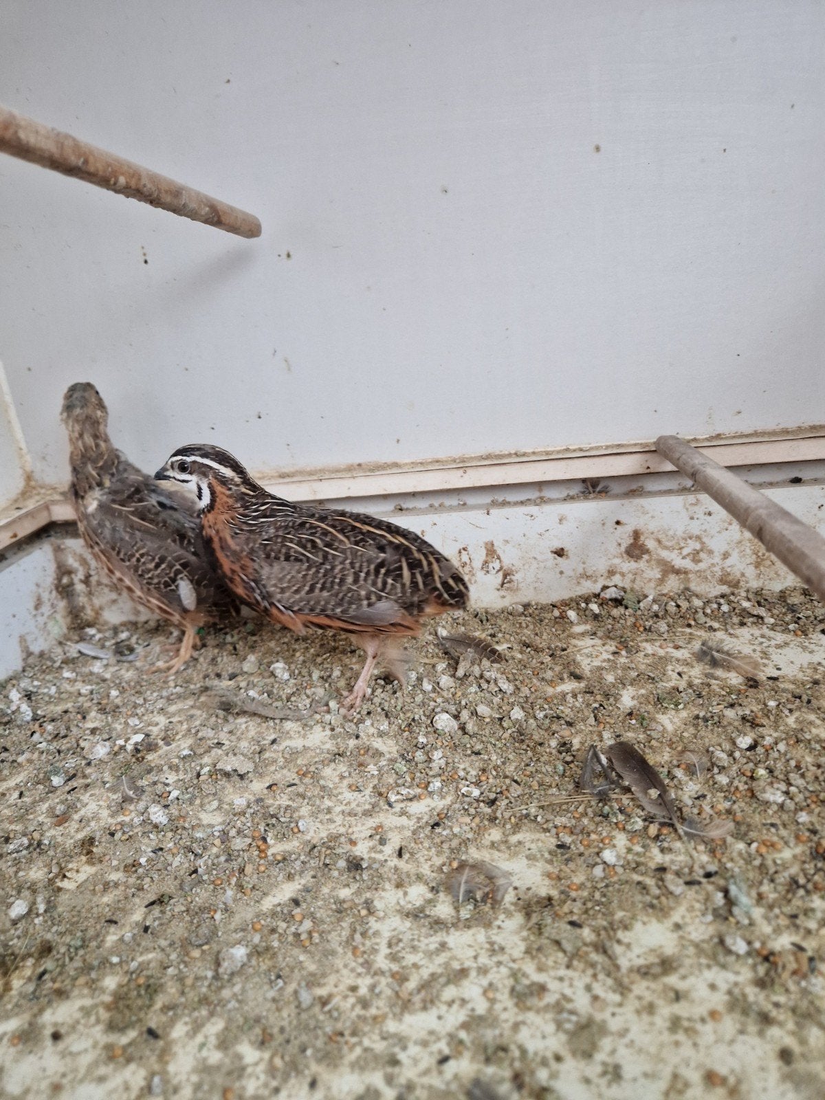 Koppel harlekijn kwartels, Meerdere dieren