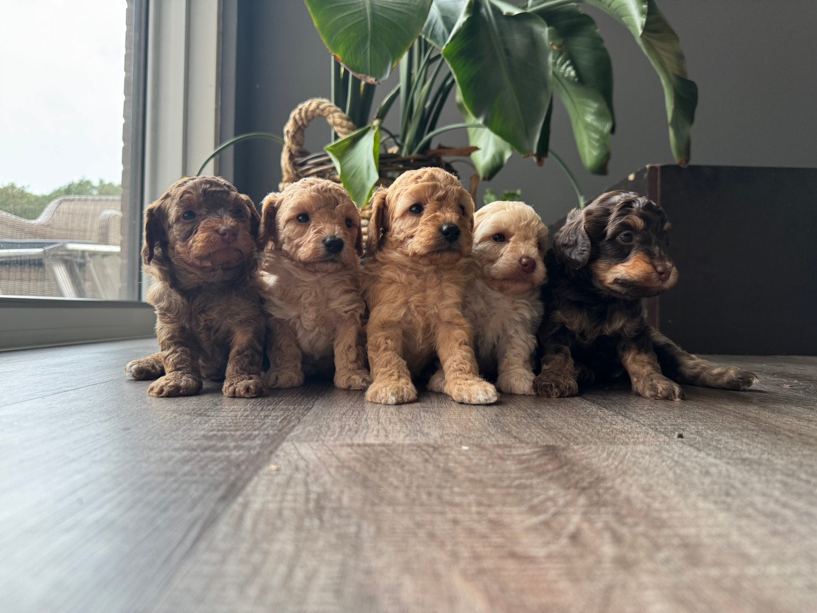 Prachtige Maltipoo pups, 8 tot 15 weken, Meerdere, Meerdere dieren, Klein