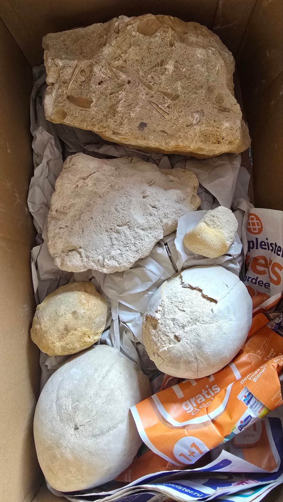 diverse fossielen. zee egels etc., Verzamelen, Mineralen en Fossielen, Ophalen of Verzenden, Fossiel
