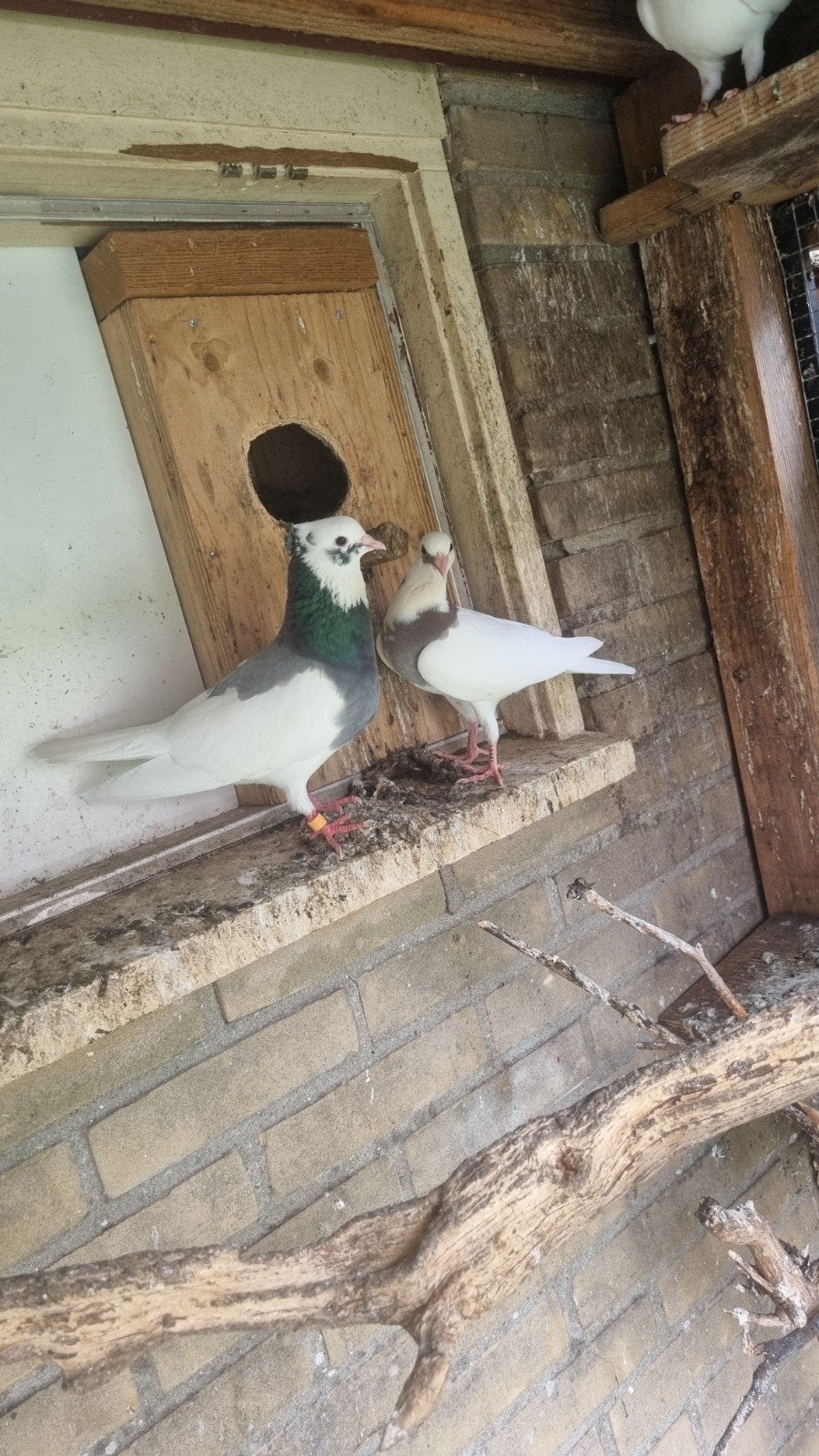 Wit gekleurde postduiven/ Trouwduiven, Dieren en Toebehoren, Vogels | Duiven, Meerdere dieren, Postduif