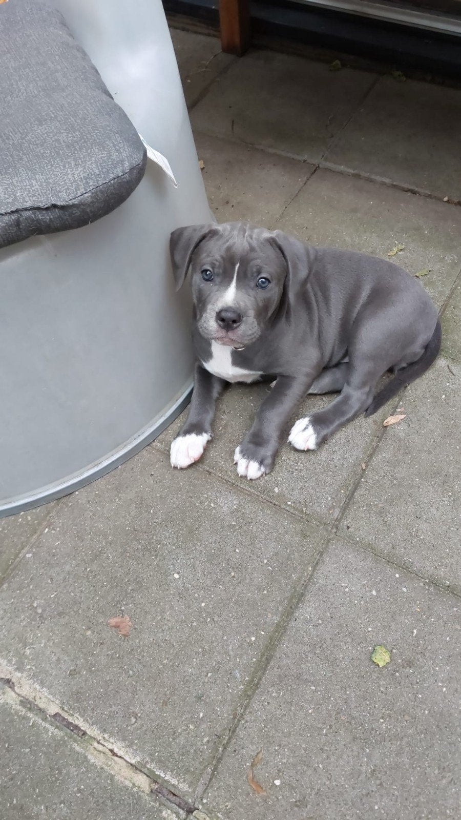 pup 8 week oud  mag meteen verhuizen, 8 tot 15 weken, Teef, Bulldog, Eén hond