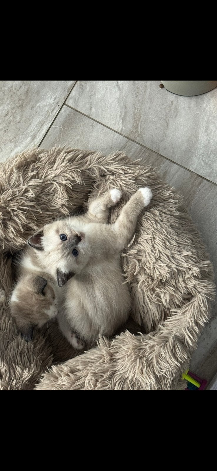 Ragdoll kittens, Meerdere dieren, Gechipt, 0 tot 2 jaar