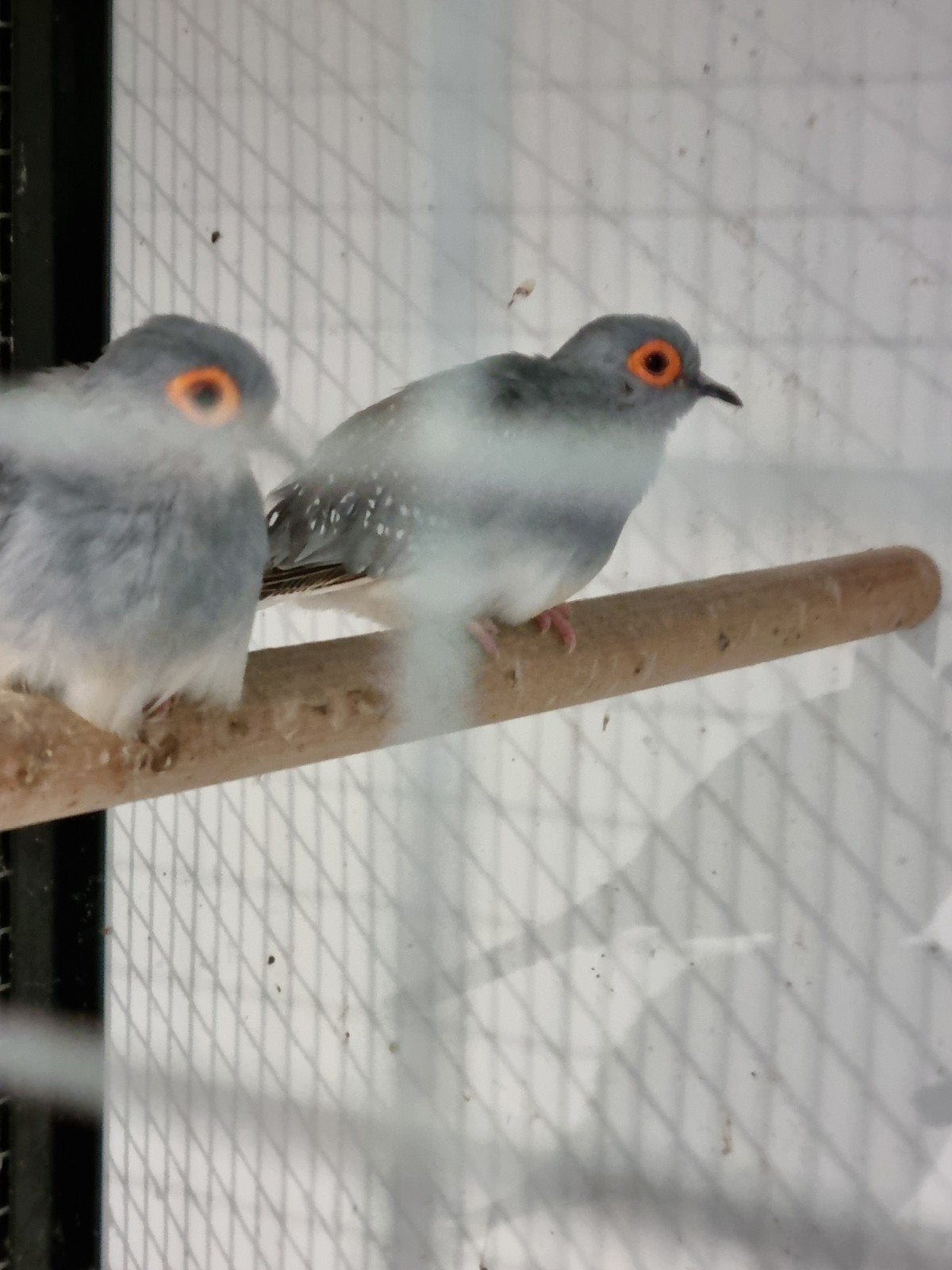 6 diamand duifjes, Meerdere dieren
