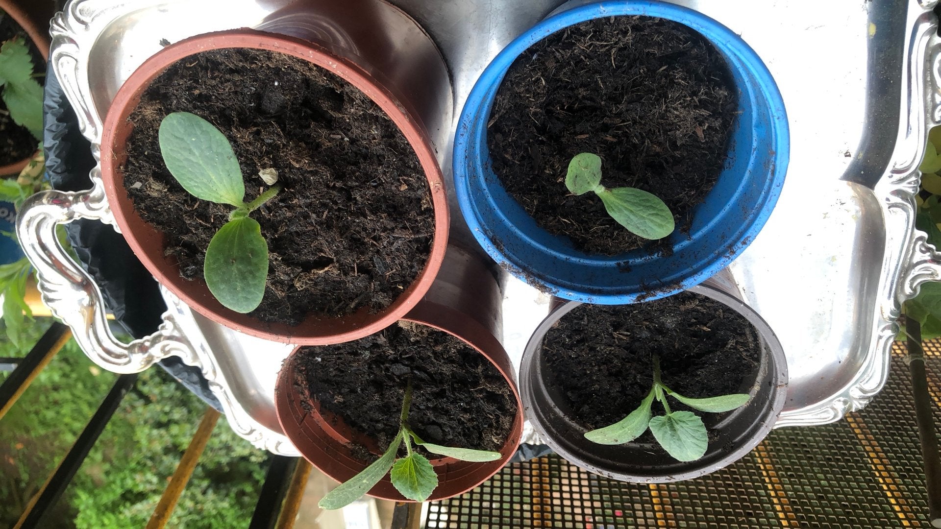 Pompoen plantjes, Ophalen of Verzenden, Eenjarig, Groenteplanten, Volle zon