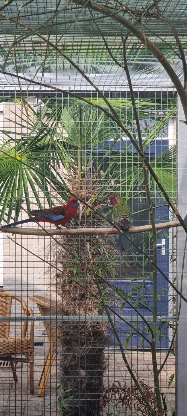 Pennant Rosella man, Mannelijk, Parkiet, Geringd