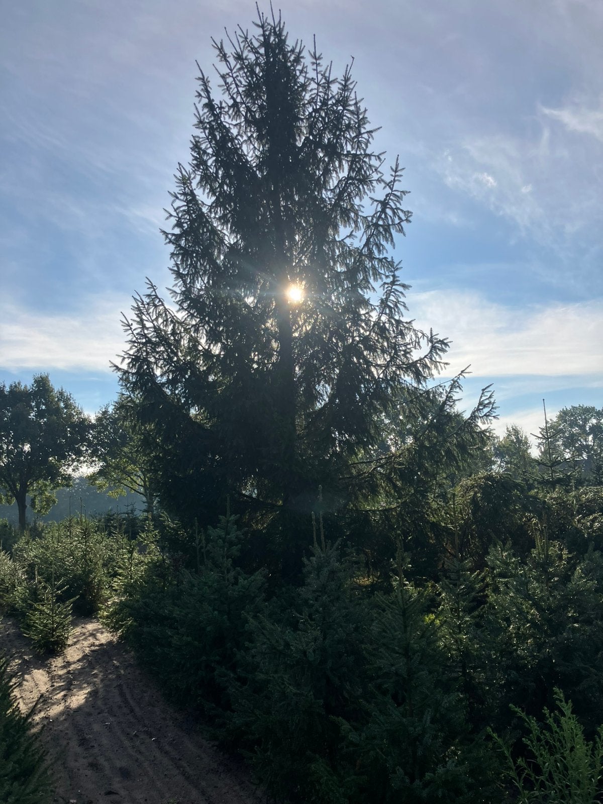 Grote picea abies 100€, Tuin en Terras, Bloeit niet, Overige soorten, 400 cm of meer, Ophalen