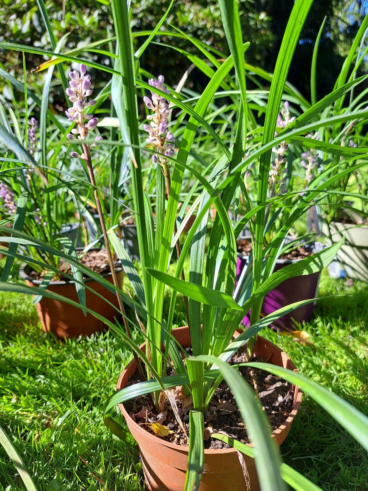 Liriope Muscari Royal Purple, Tuin en Terras, Ophalen, Eenjarig, Overige soorten, Volle zon
