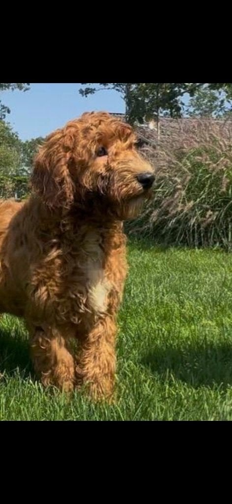 prachtige medium labradoodle pups, Dieren en Toebehoren, Parvo, Nederland, 15 weken tot 1 jaar, Overige rassen