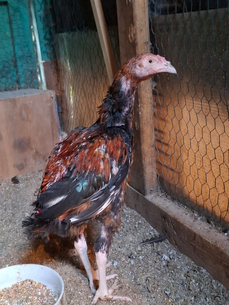 Shamo aseel haan te koop, Dieren en Toebehoren, Mannelijk, Kip