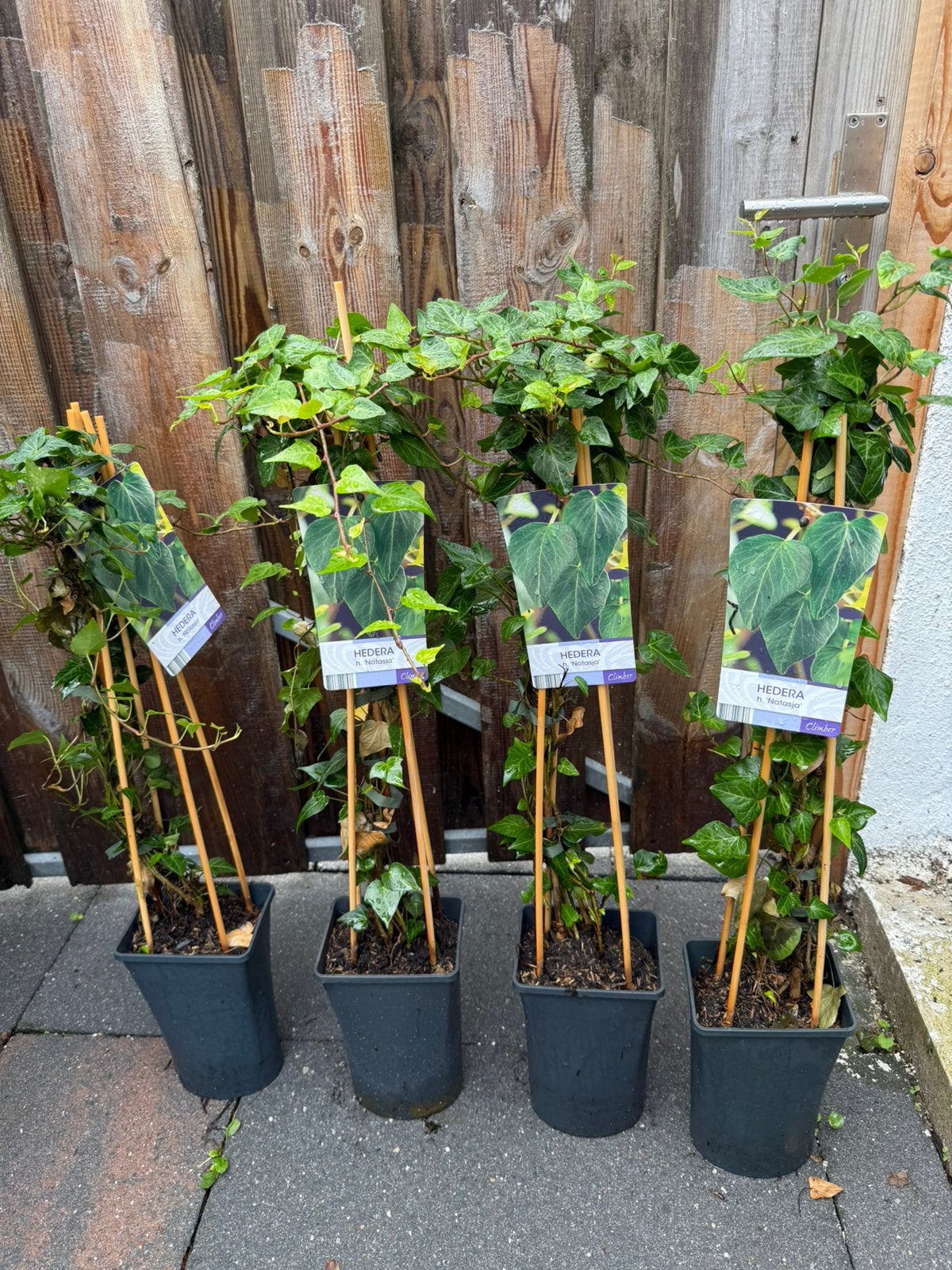 Hedera, Tuin en Terras, Ophalen