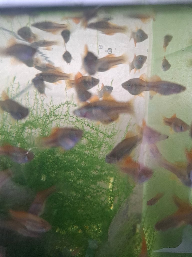 Zwaard dragers, Vis, Zoetwatervis