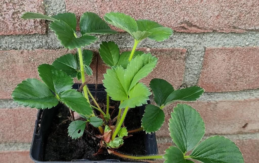 Aardbeiplanten, verschillende soorten, biologisch, Volle zon, Vaste plant, Ophalen of Verzenden, Fruitplanten