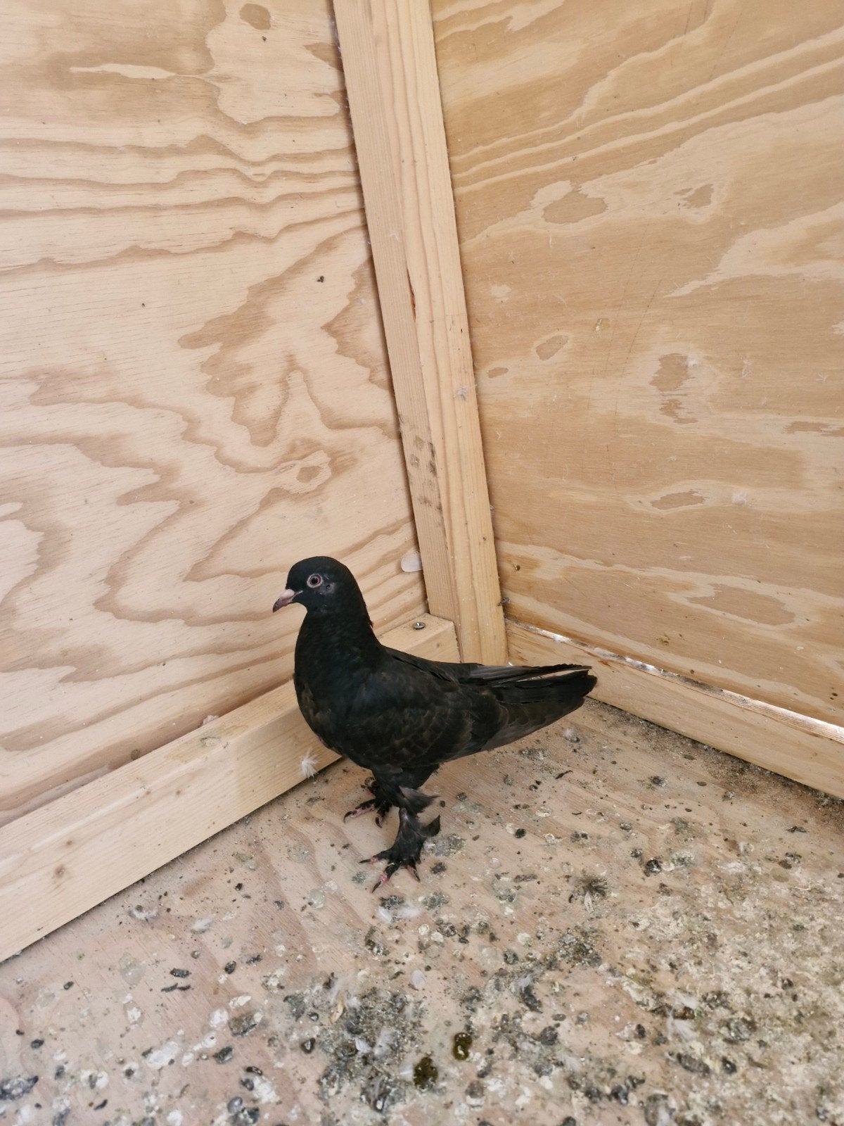 Jong Takla Duif, Dieren en Toebehoren, Vogels | Duiven, Vrouwelijk