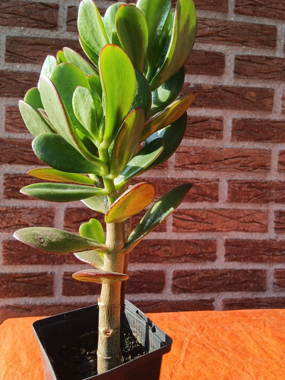 Geldboom (Crassula Ovata) - 25 cm - Makkelijke Kamerplant, Huis en Inrichting, Ophalen