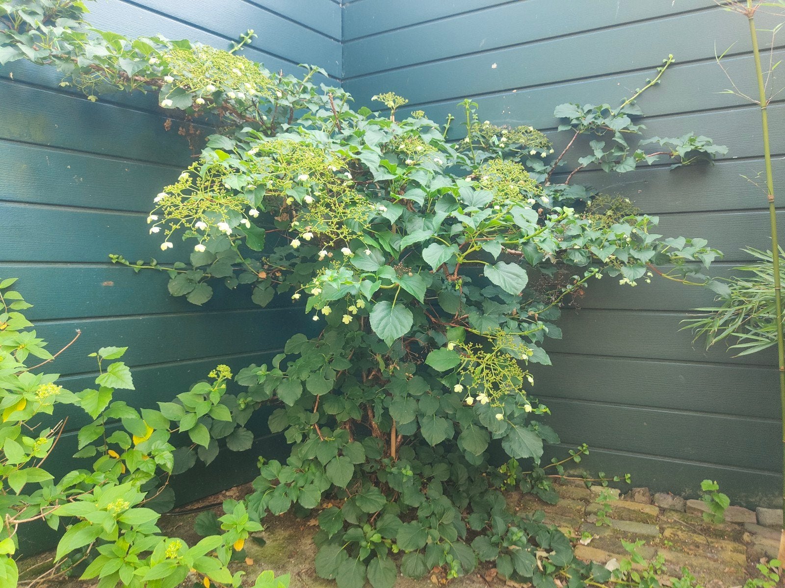 Klimhortensia, Ophalen, Volle zon, Overige soorten