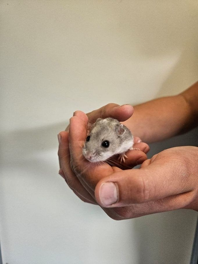 Coon zoekt een huisje! (Chinese hamster), Oktober, Mannelijk, Hamster