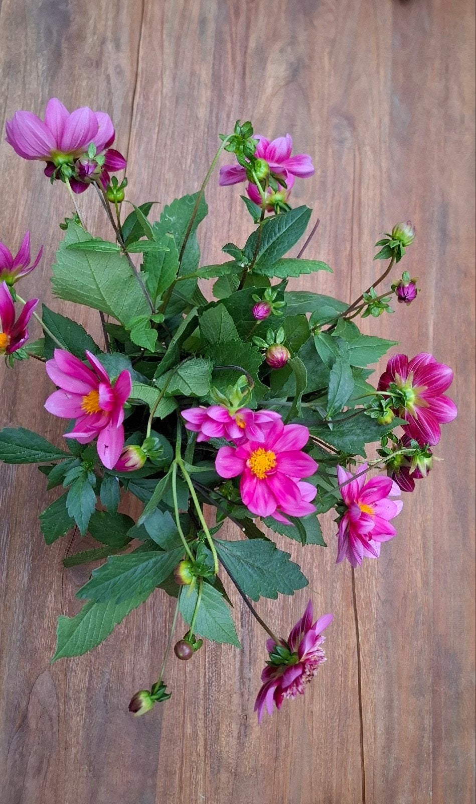 Dahlia zaden, Ophalen, Volle zon
