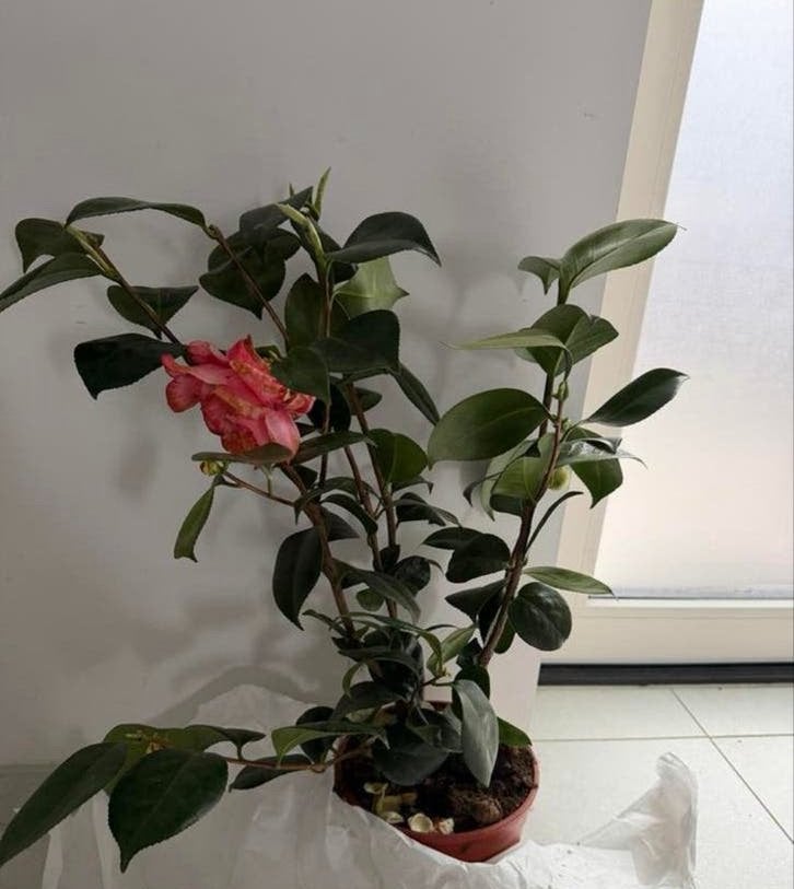 Mooie Camelia plant met roze bloem, Overige soorten, Vaste plant, Ophalen of Verzenden, Halfschaduw