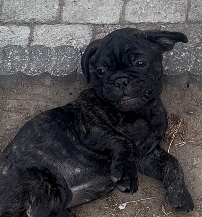 Franse bulldog pup, België, Particulier, 8 tot 15 weken, Geslacht onbekend