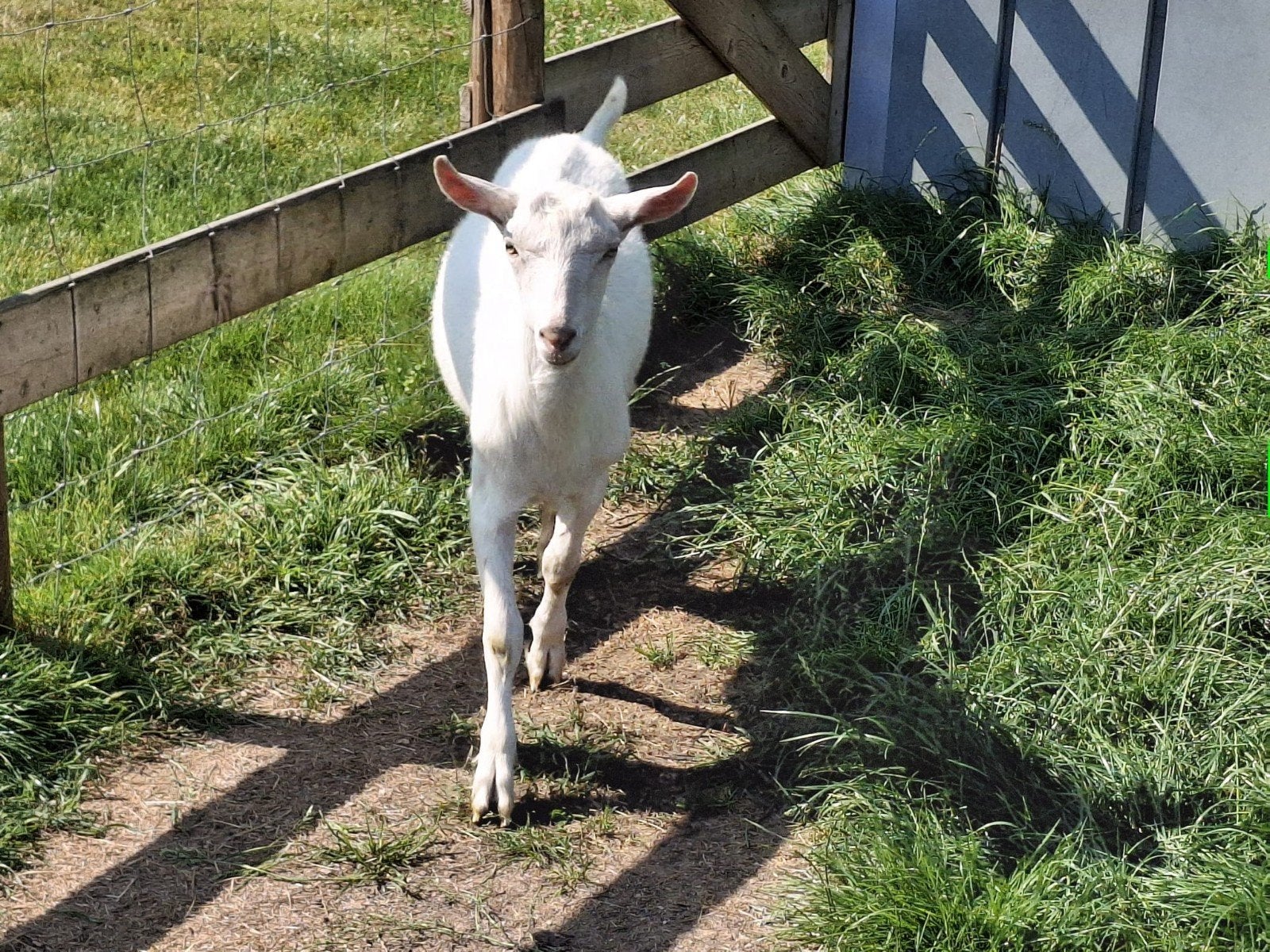 Witte dekbok, Dieren en Toebehoren, Mannelijk, Geit
