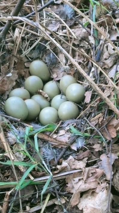 Te Koop Broedeieren Bosfazant, Dieren en Toebehoren, Pluimvee, Geslacht onbekend, Overige soorten