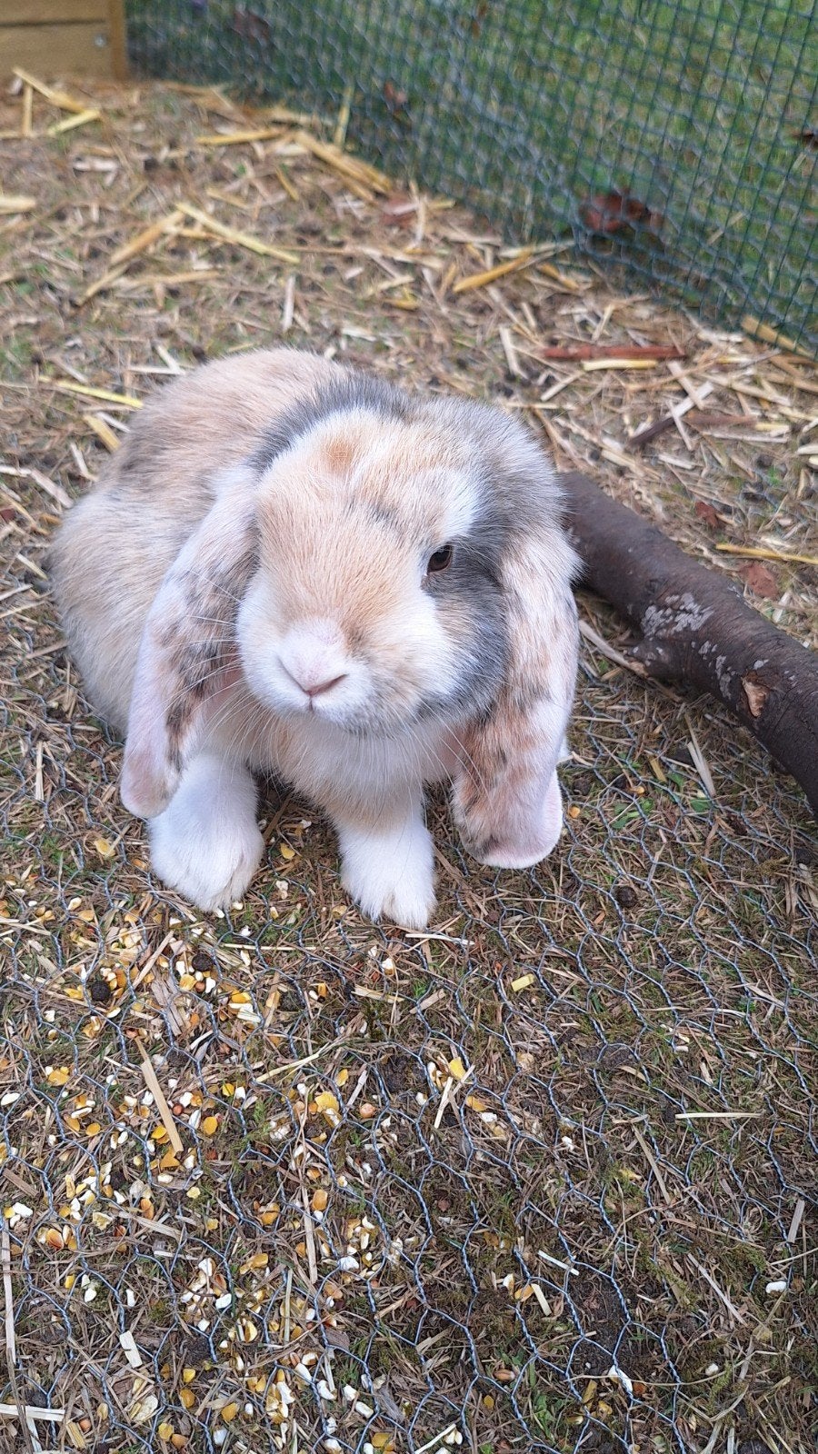 Franse hangoor ram 10 weken, Dieren en Toebehoren, Konijnen, Mannelijk, Groot, Hangoor, 0 tot 2 jaar