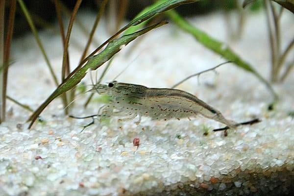 Aquarium Schoonmaak ploeg, Dieren en Toebehoren, Vissen | Aquariumvissen, Kreeft, Krab of Garnaal, Zoetwatervis, Schoolvis