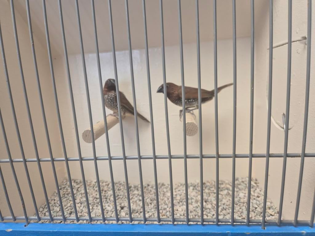 Koppel Muskaatvinken, Dieren en Toebehoren, Meerdere dieren