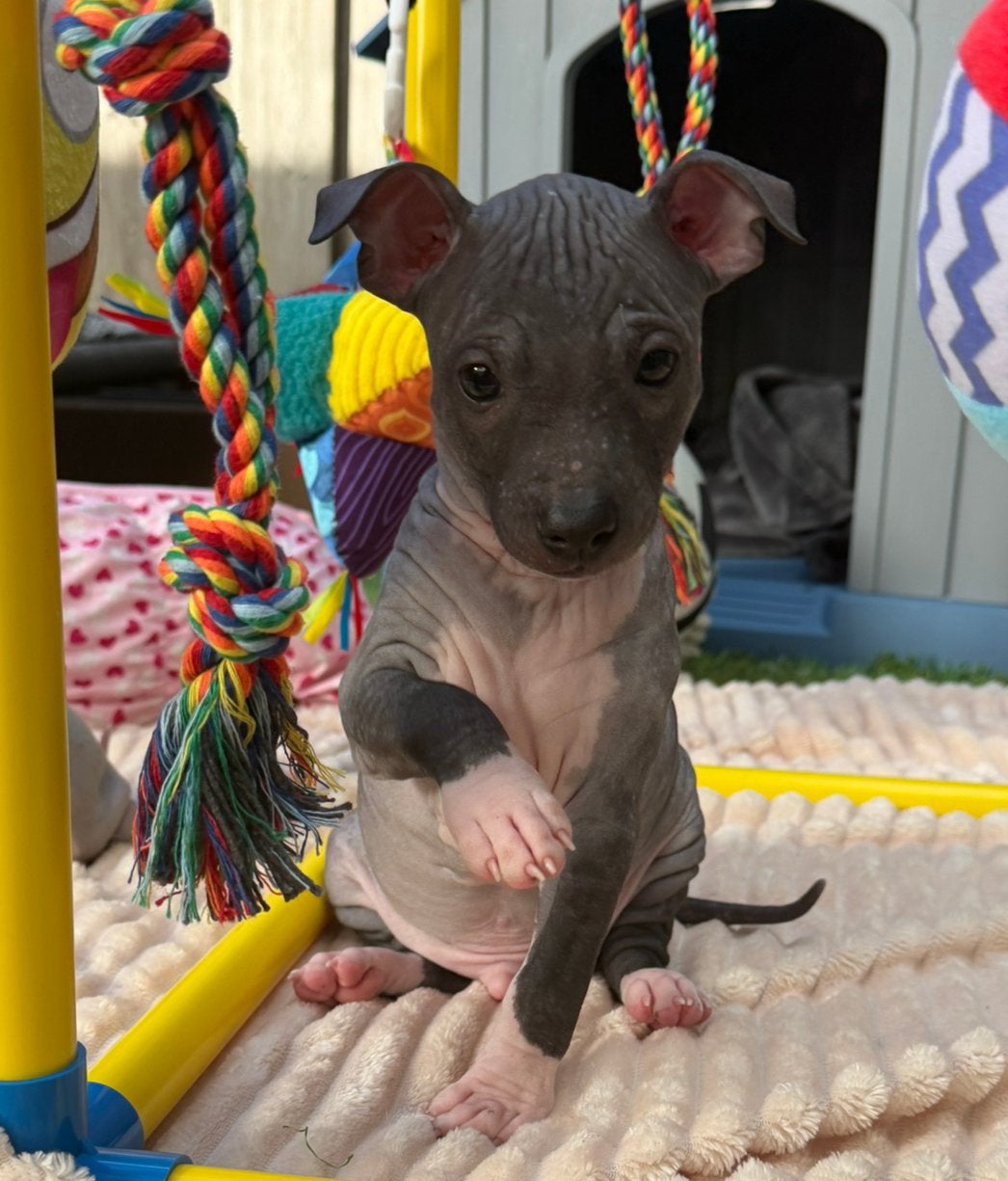 American Hairless Terrier/amerikaanse naakthond/nog 1 reutje, Dieren en Toebehoren, Parvo, Nederland, Overige rassen, 8 tot 15 weken