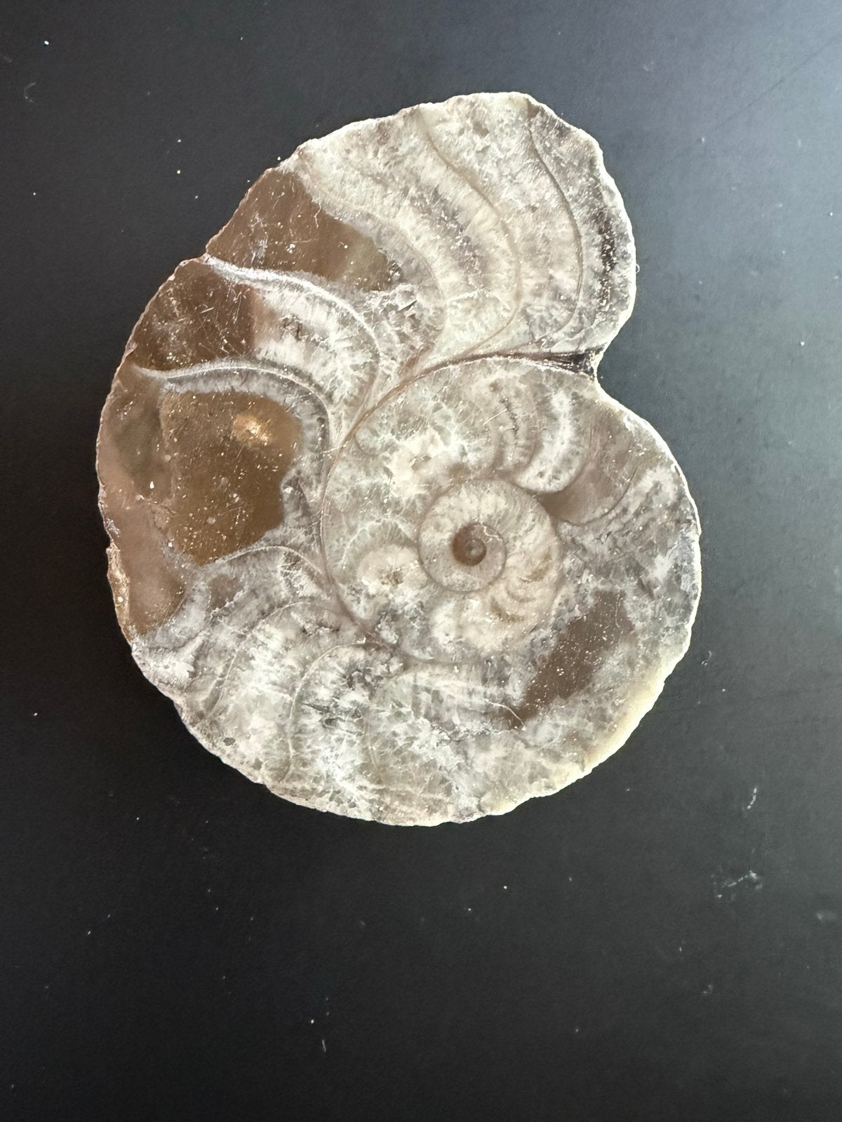Gepolijste Ammoniet Fossiel - Natuurlijke Spiraal, Ophalen of Verzenden, Fossiel