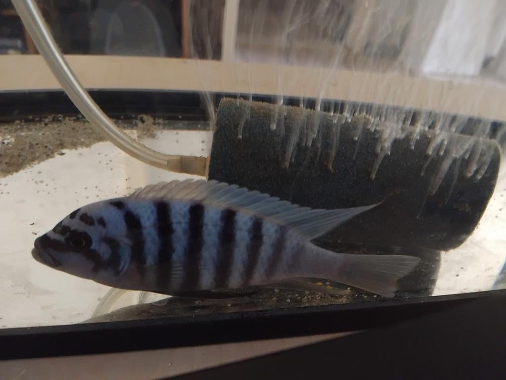 Cynotilapia afral( Malawi-cichlide) RUILEN, Vis