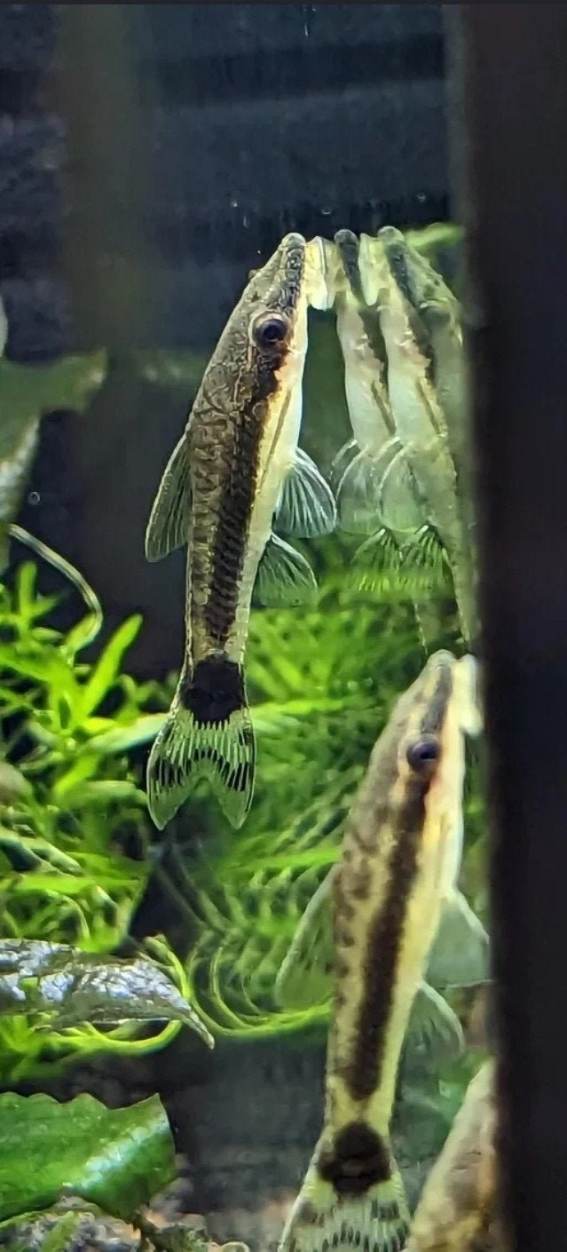 Gezocht : otocinclus vittatus, Vis