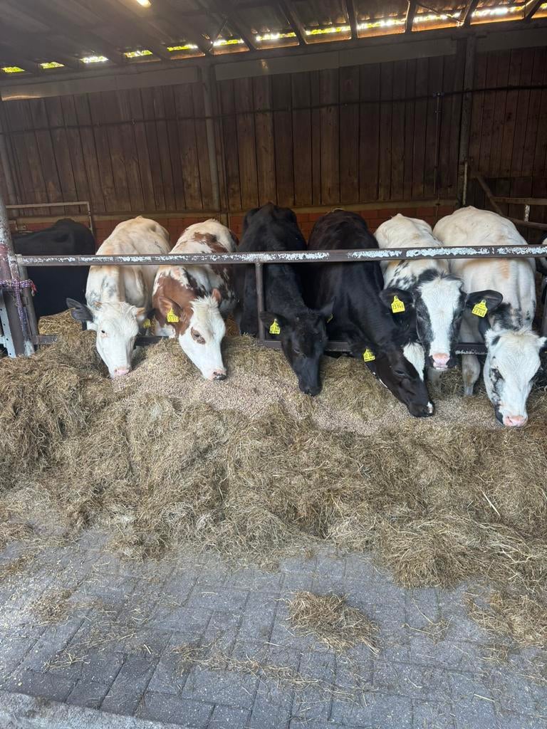 7 mooie Pinken, Dieren en Toebehoren, Runderen, Vrouwelijk, 0 tot 2 jaar