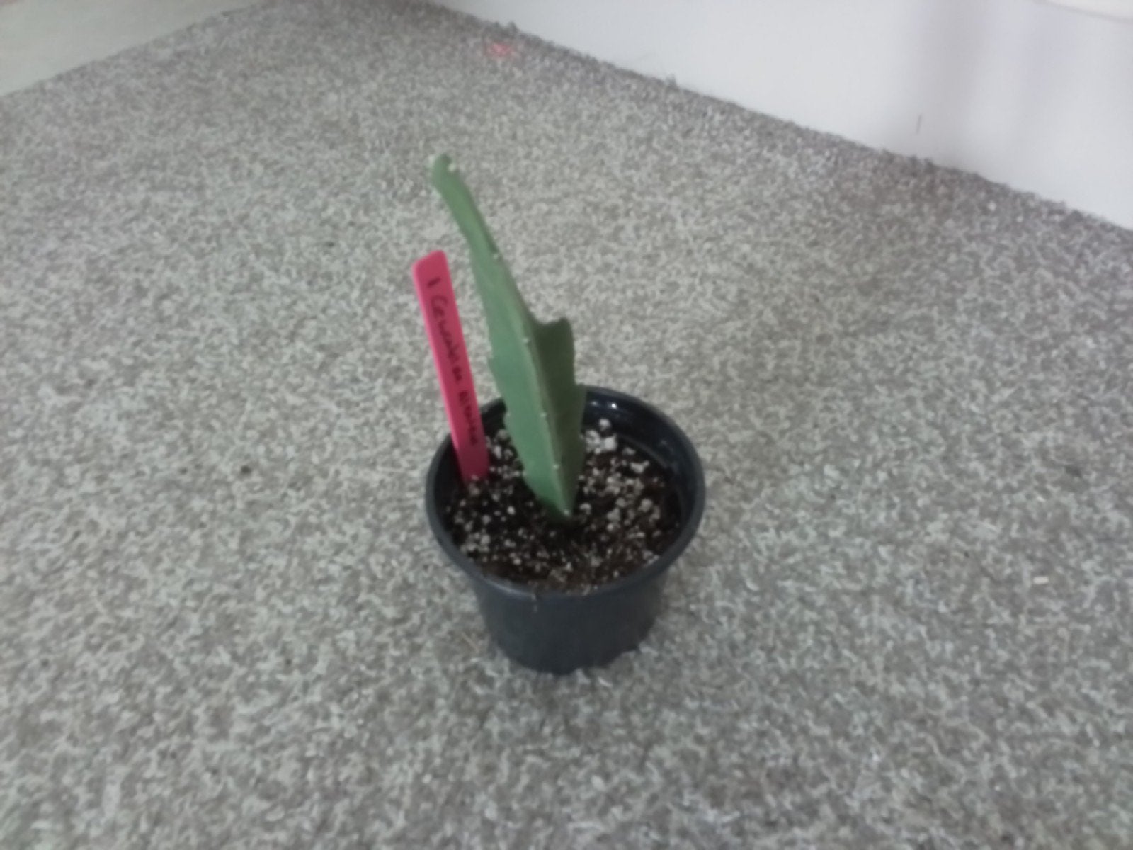 Gewortelde Epiphyllum Albatros stek, Minder dan 100 cm, Halfschaduw, Ophalen of Verzenden, In pot